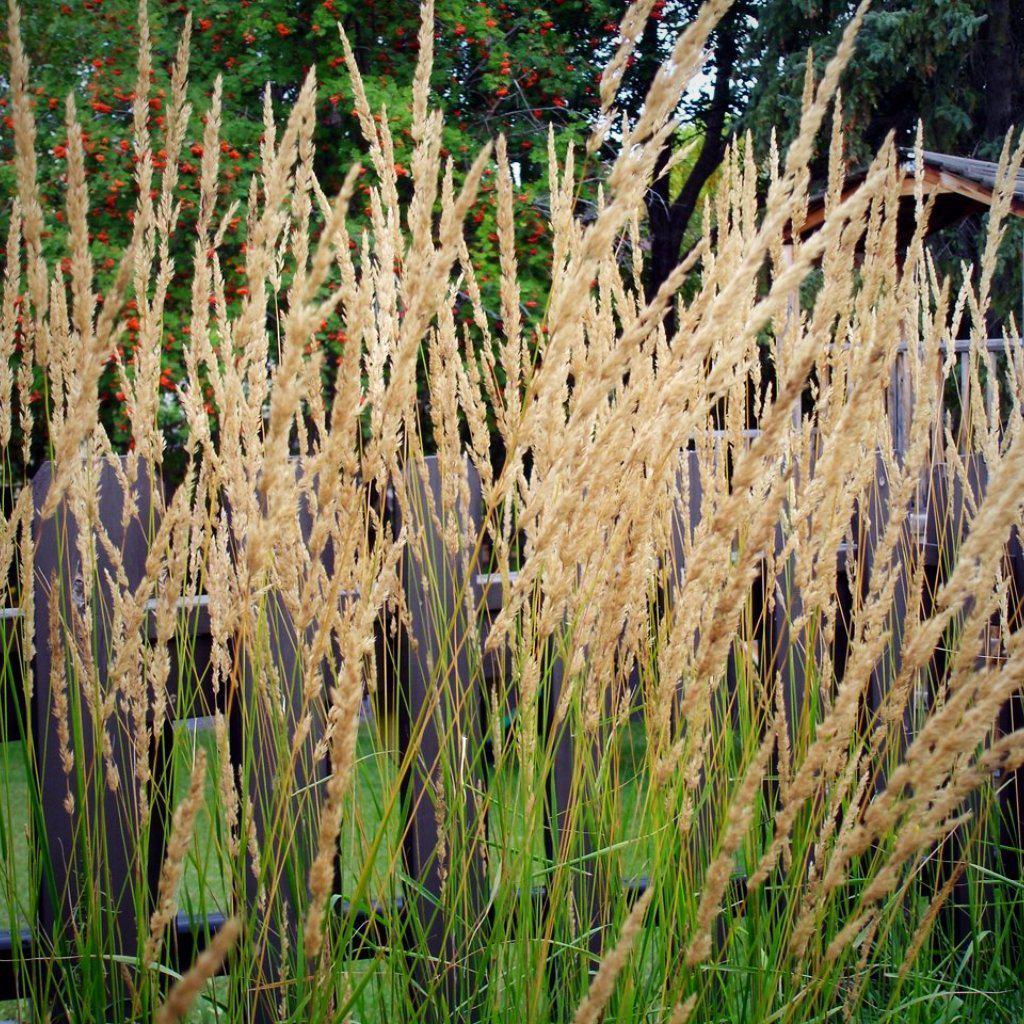 Calamagrostis x acutiflora 'Karl Foerster' - Karl Foerster's Feather Reed Grass - Image 2