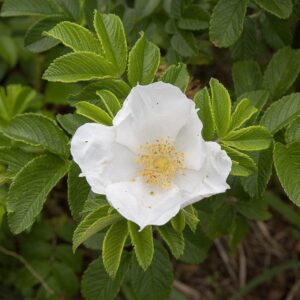 Rosa rugosa 'Alba'  - White Rugosa Rose