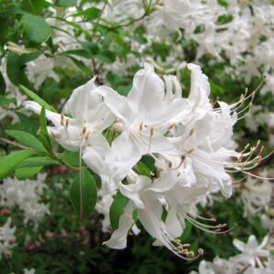 Rhododendron viscosum  - Swamp Azalea