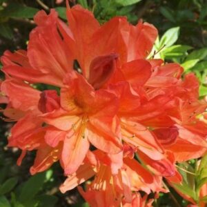 Rhododendron 'Mandarin Lights'  - Mandarin Lights Native Azalea