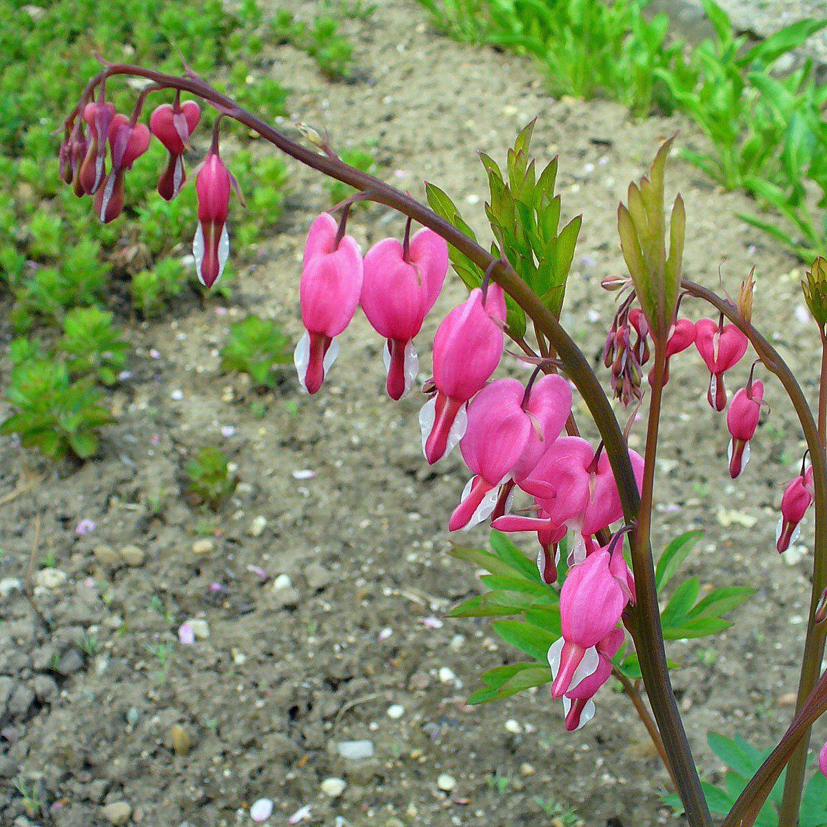 Dicentra spectabilis - Asian Bleeding Heart - Image 6