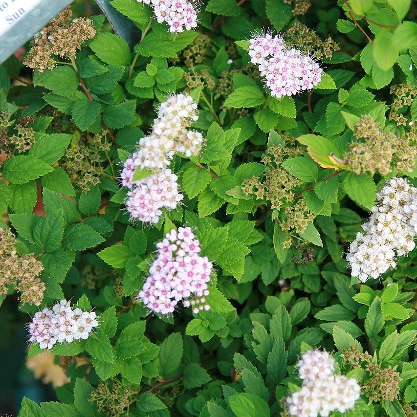 Spiraea japonica 'Little Princess' - Little Princess Spirea - Image 2