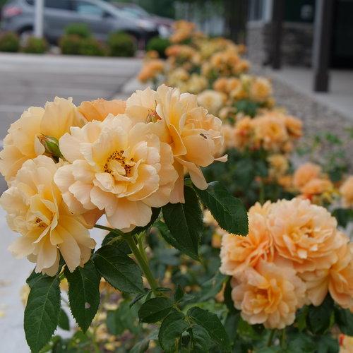 Rosa 'HORCOGJIL' PP 27541 - Proven Winners® Color Choice® At Last® Rose - Image 3