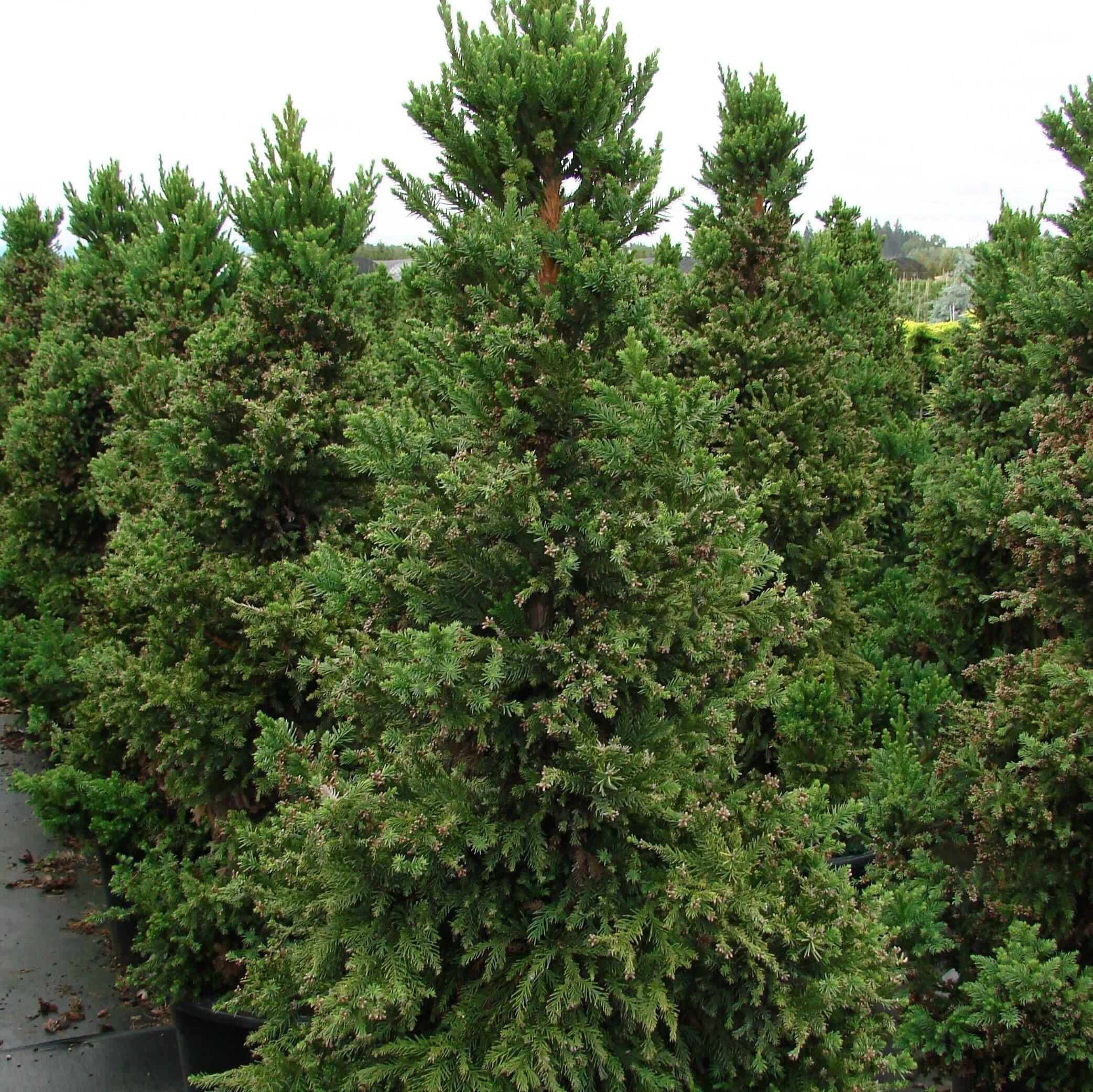 Cryptomeria japonica 'Black Dragon' - Black Dragon Japanese Cedar