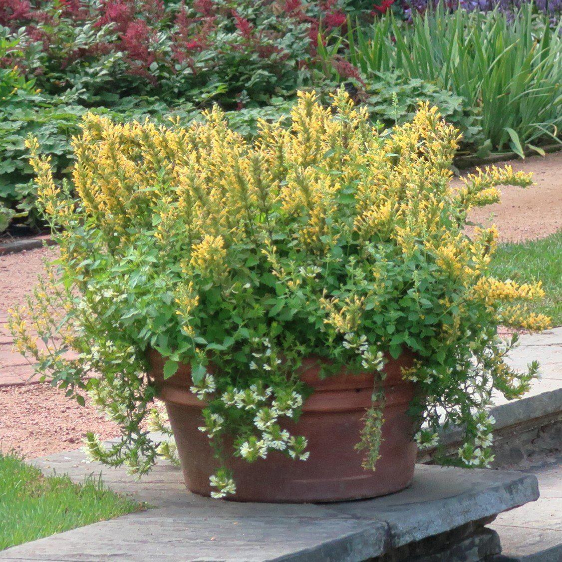 Agastache ‘Kudos Yellow’ - Kudos™ Yellow Hummingbird Mint, Hyssop