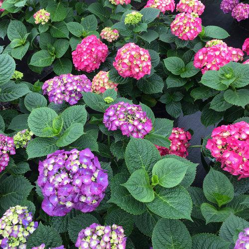 Hydrangea macrophylla 'SMNHMP' USPP 32,514 - Let's Dance® Big Band® Hydrangea