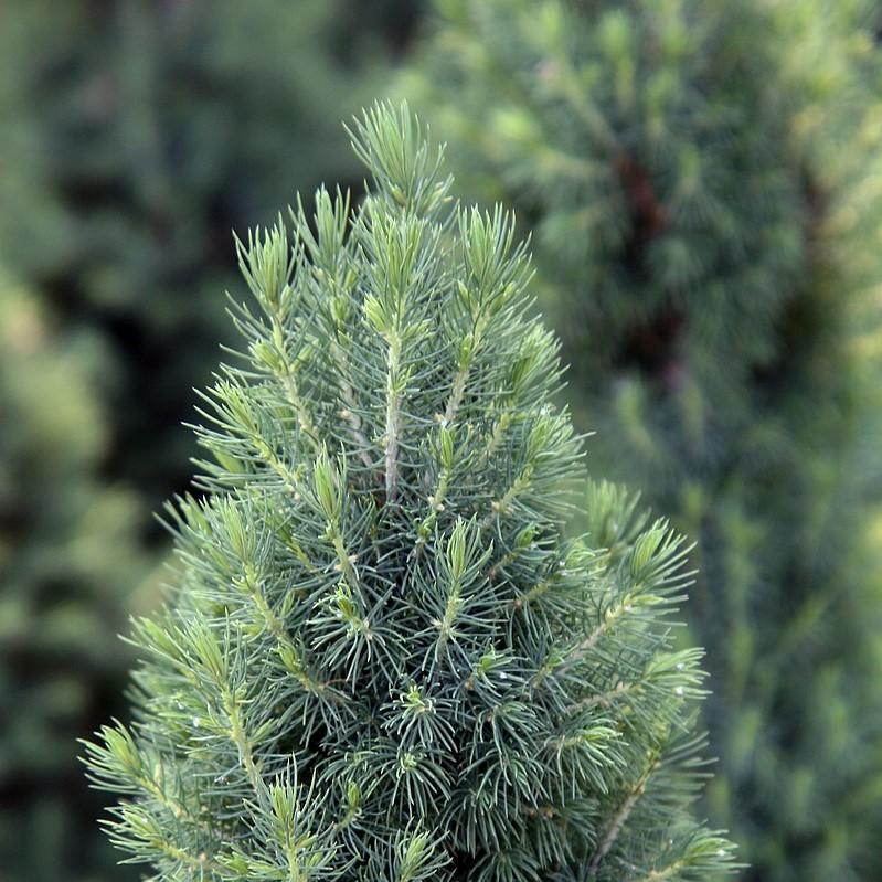 Picea glauca 'Conica' - Dwarf Alberta Spruce - Image 3