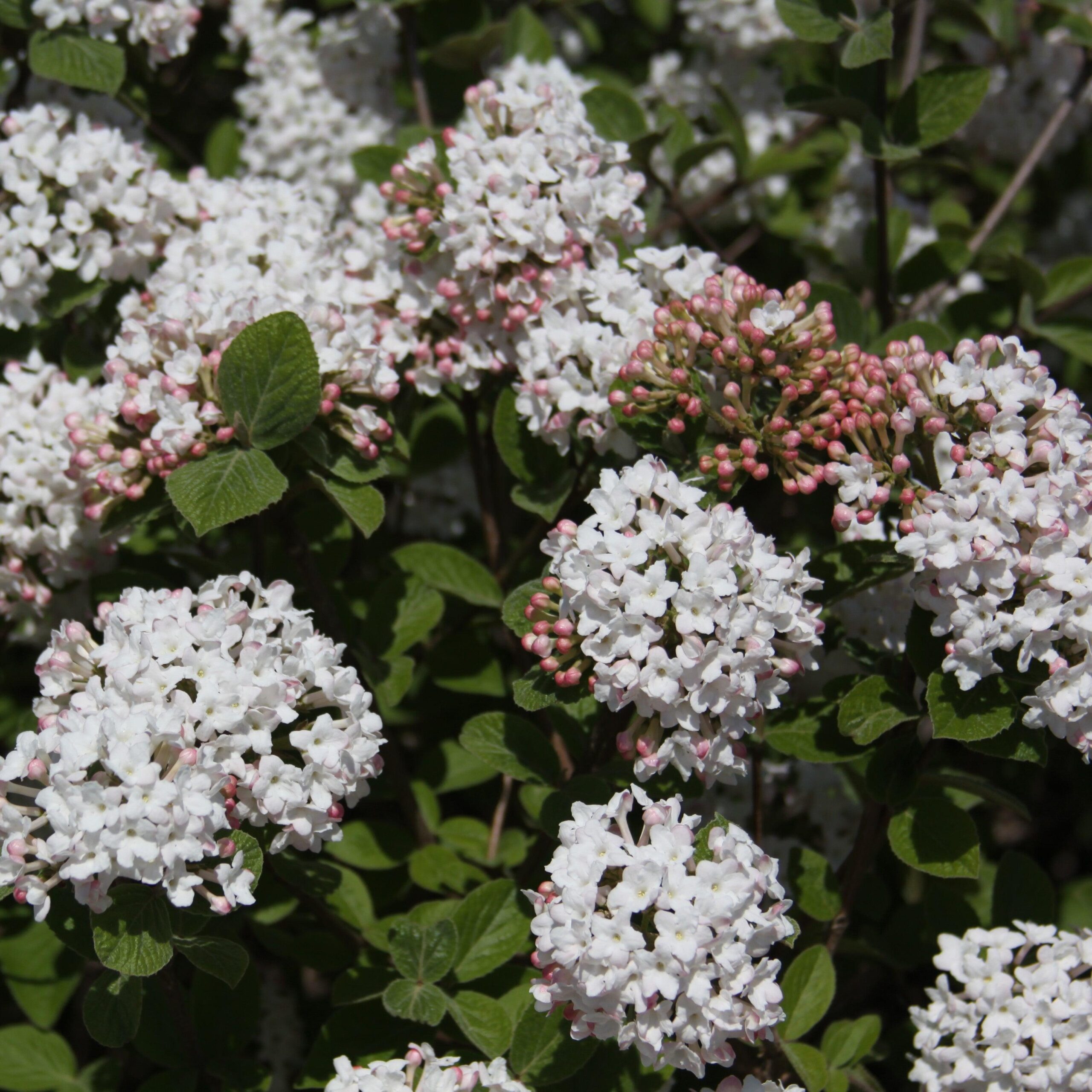 Viburnum carlesii ‘Select A’ - Spice Island™ Korean Spice Viburnum - Image 3