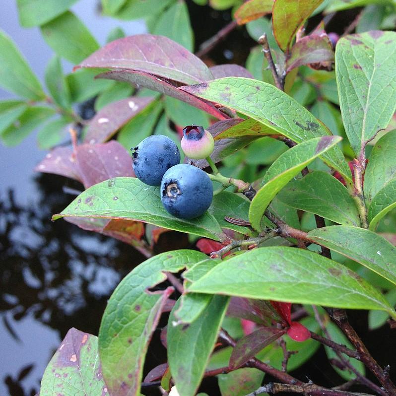 Vaccinium corymbosum 'ZF06-079' - Pink Icing® Blueberry