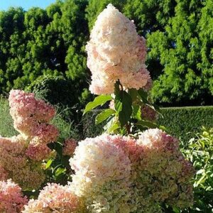 Hydrangea paniculata 'Renhy'  - First Editions® Vanilla Strawberry™ Hydrangea