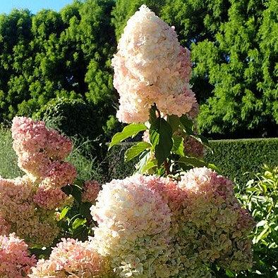 Hydrangea paniculata 'Renhy' - First Editions® Vanilla Strawberry™ Hydrangea