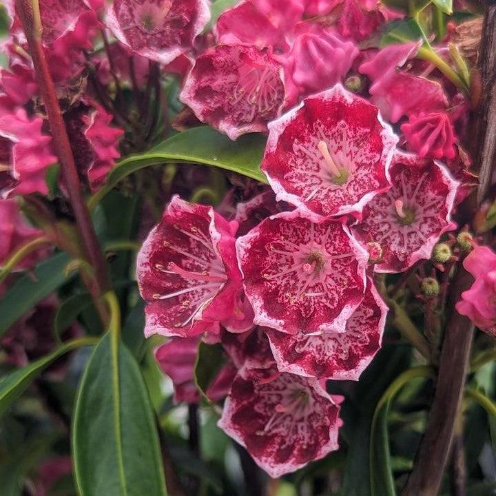 Kalmia latifolia 'Kaleidoscope' - Kaleidoscope Mountain Laurel - Image 2