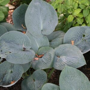 Hosta x 'Big Daddy'  - Big Daddy Hosta