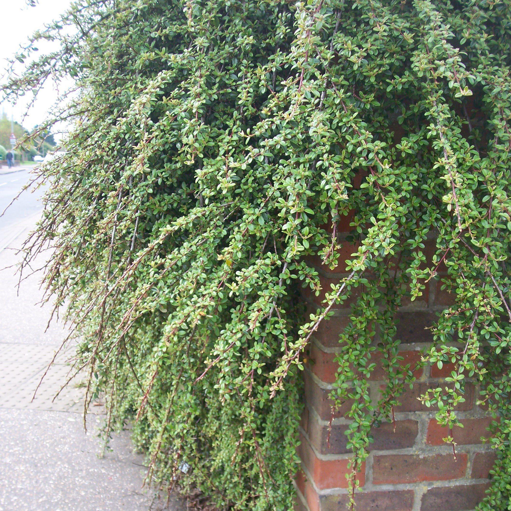 Cotoneaster dammeri 'Coral Beauty' - Coral Beauty Cotoneaster - Image 3