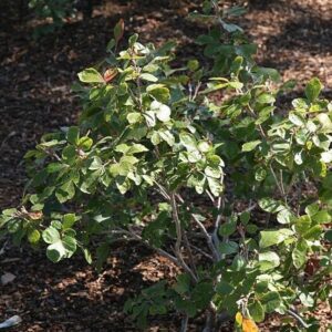 Rhus aromatica 'Gro-Low'  - Gro-Low Fragrant Sumac