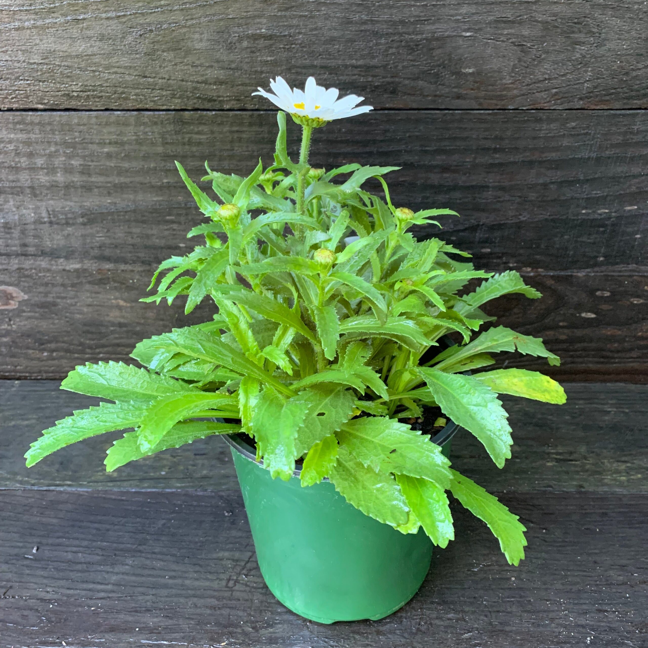 Leucanthemum x superbum 'Snowcap' - Snowcap Shasta Daisy - Image 2