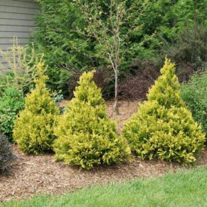 Chamaecyparis pisifera 'FARROWCGMS'  - Soft Serve® Gold False Cypress