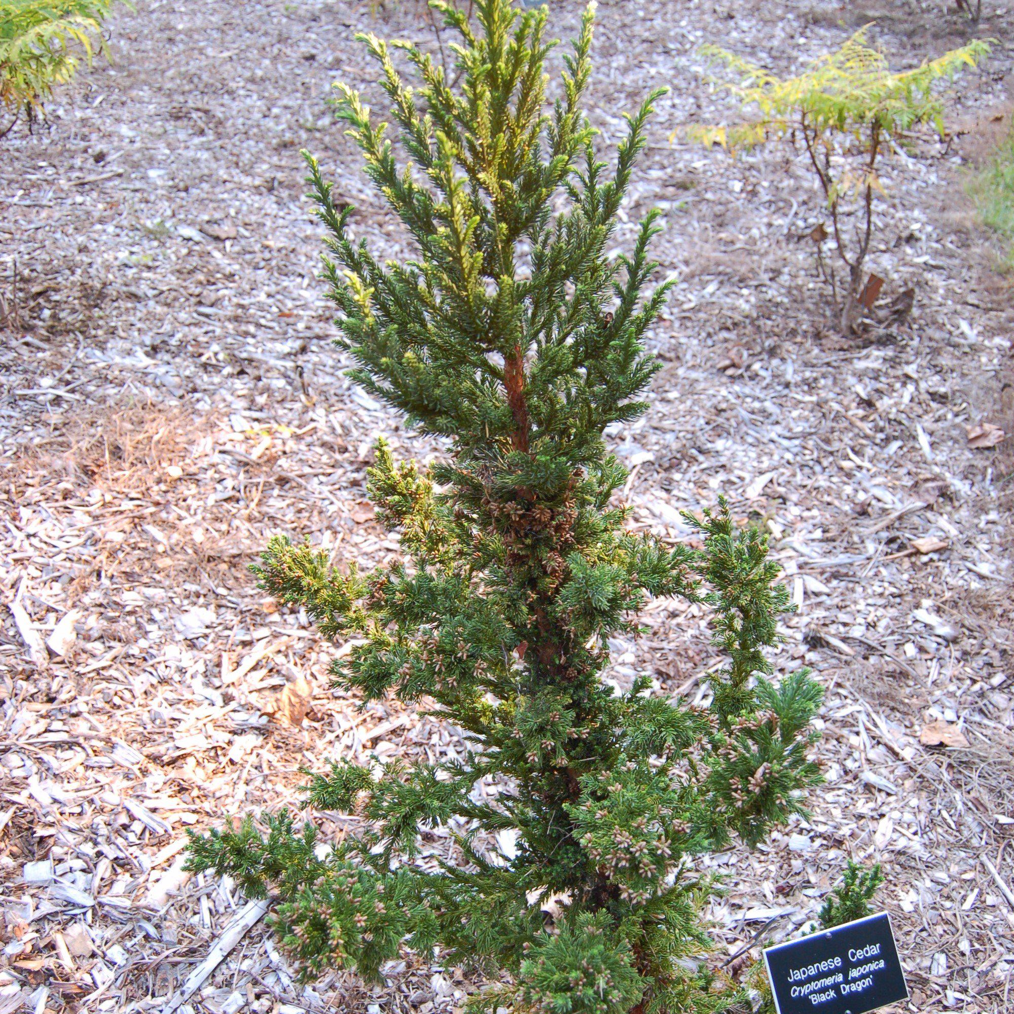 Cryptomeria japonica 'Black Dragon' - Black Dragon Japanese Cedar - Image 2