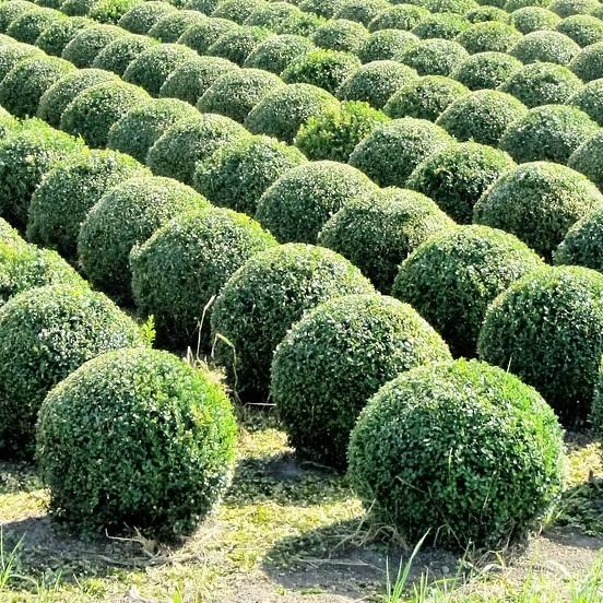 Buxus microphylla japonica 'Gregem' - Baby Gem™ Boxwood - Image 4