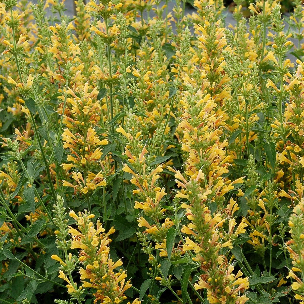 Agastache ‘Kudos Yellow’ - Kudos™ Yellow Hummingbird Mint, Hyssop - Image 2