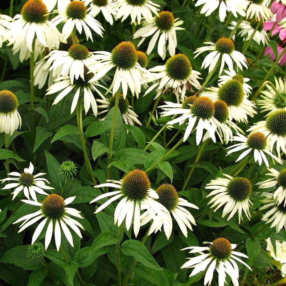 Echinacea purpurea 'White Swan' - White Swan Echinacea, Coneflower - Image 2