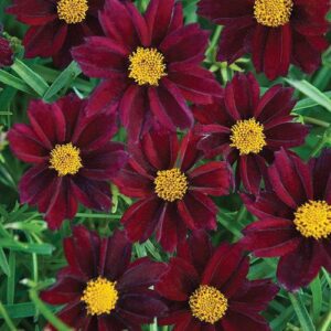 Coreopsis x 'Mercury Rising'  - Big Bang™ Mercury Rising Tickseed