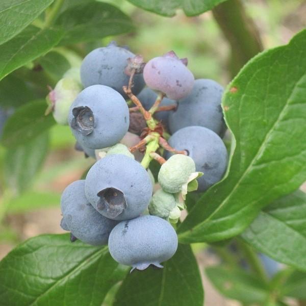 Vaccinium corymbosum 'Patriot' - Patriot Highbush Blueberry
