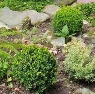 Buxus microphylla japonica 'Gregem' - Baby Gem™ Boxwood - Image 5