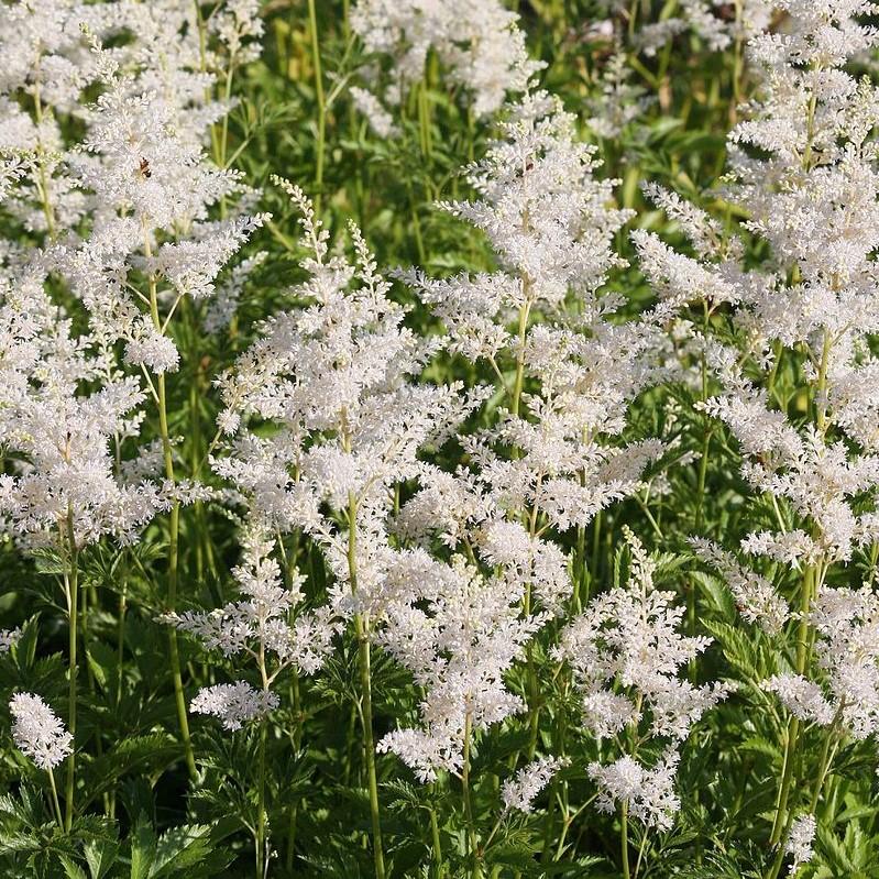 Astilbe chinensis 'Vision in White' - Vision in White Chinese Astilbe - Image 2