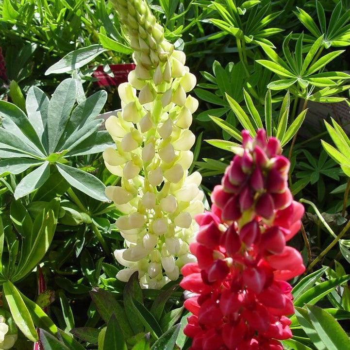 Lupinus 'Russell Hybrids Mix' - Russell Hybrids Mix Lupine - Image 4