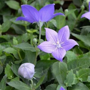 Platycodon grandiflorus 'Astra Blue'  - Astra Blue Balloon Flower