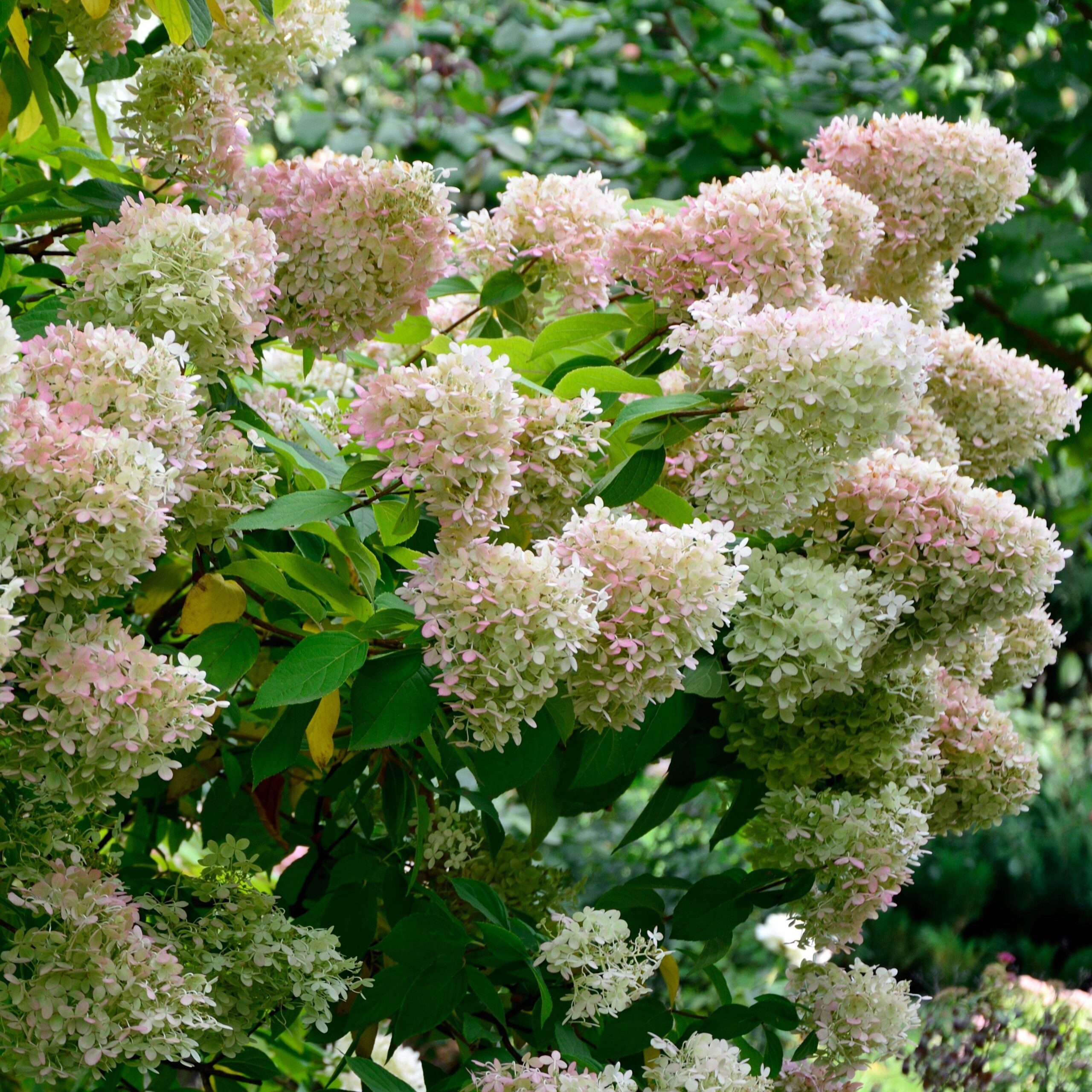 Hydrangea paniculata 'Ilvobo' PP22782 - Proven Winners® Color Choice® Bobo® Hydrangea