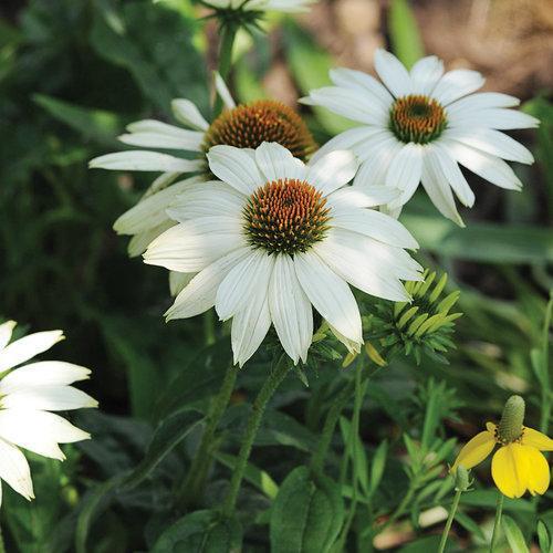 Echinacea purpurea 'PowWow White' - PowWow® White Echinacea, Coneflower - Image 4