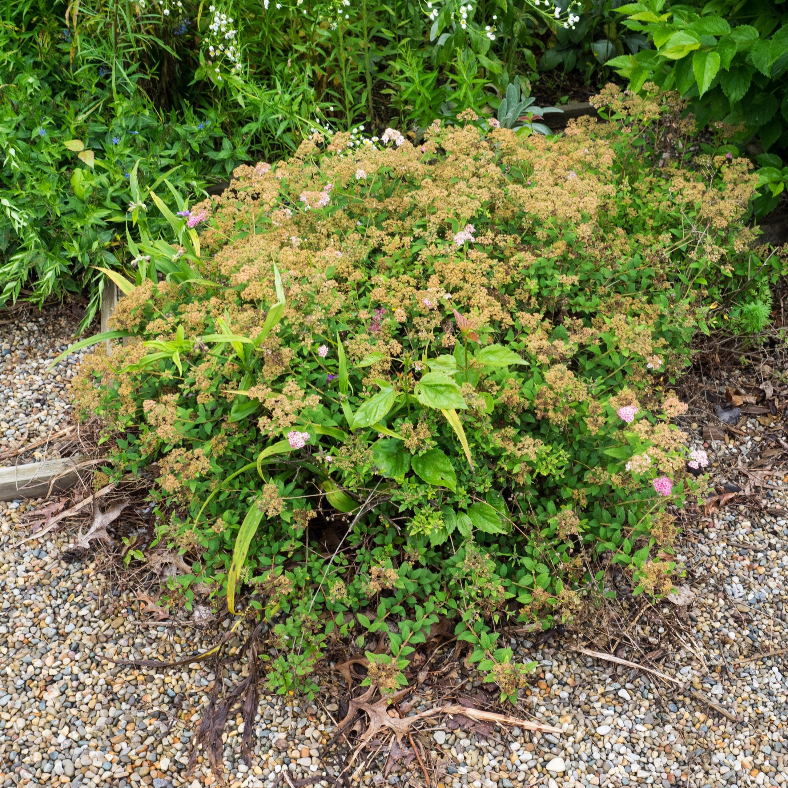 Spiraea japonica 'Little Princess' - Little Princess Spirea - Image 5
