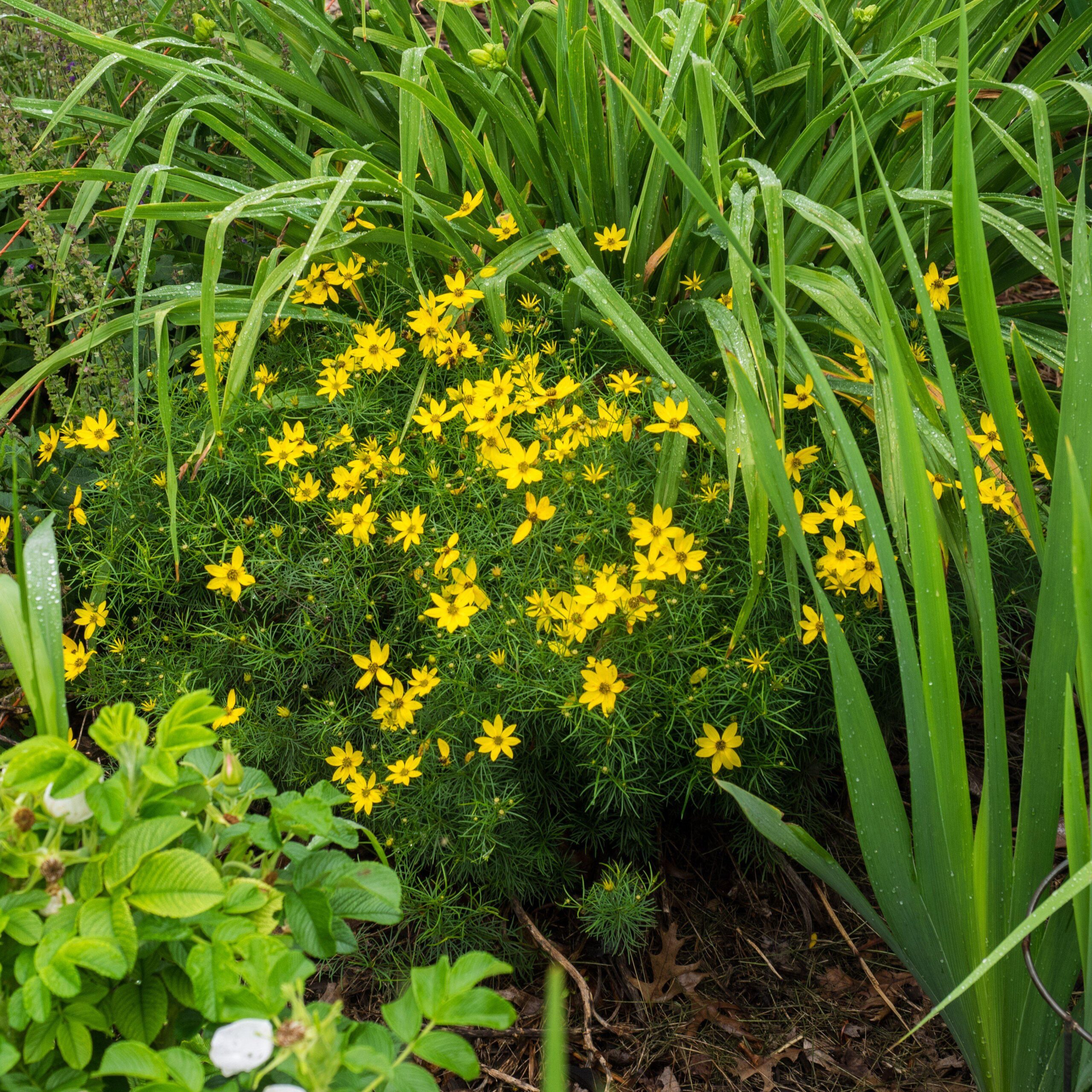 Coreopsis verticillata 'Zagreb' - Zagreb Threadleaf Tickseed - Image 5