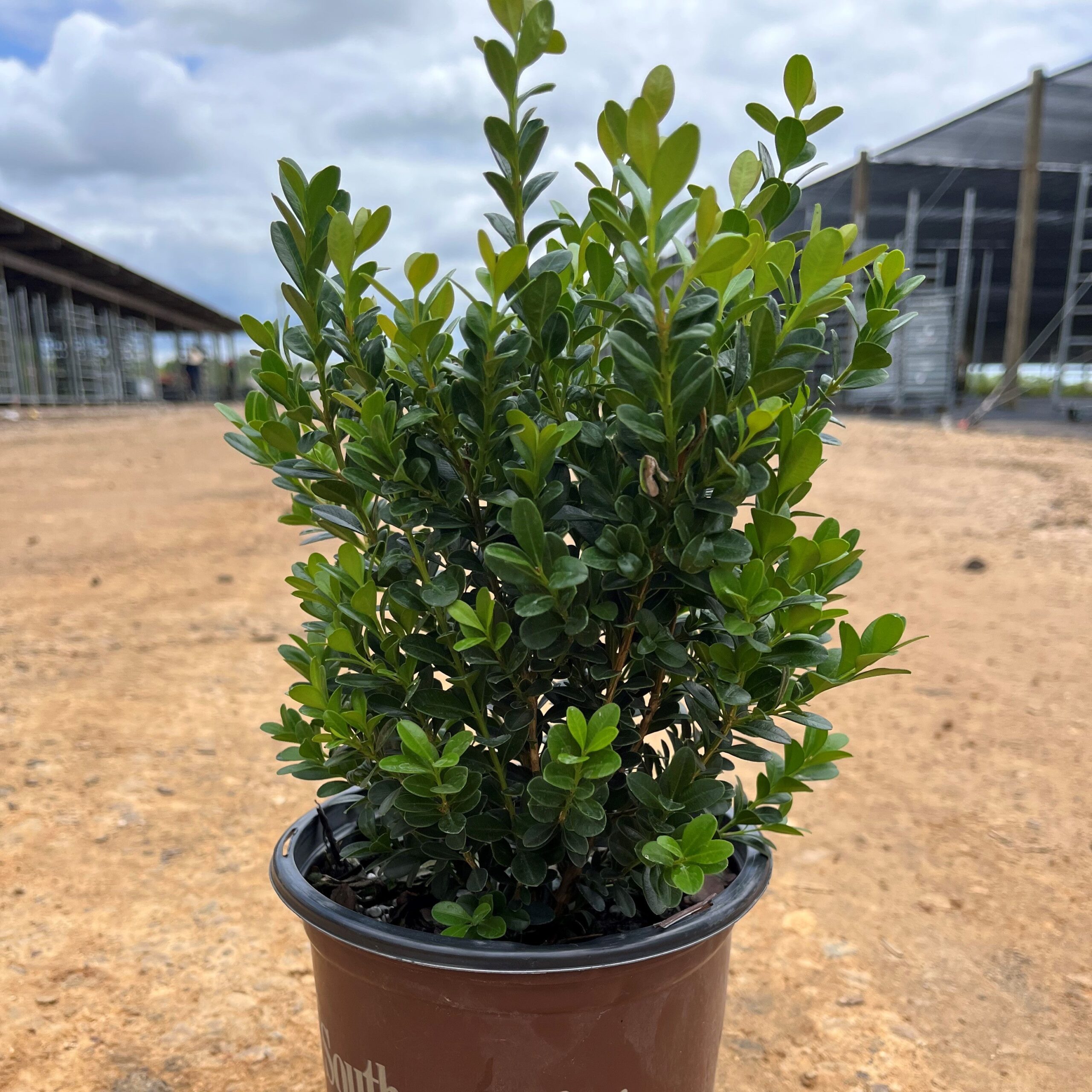Buxus microphylla japonica 'Gregem' - Baby Gem™ Boxwood