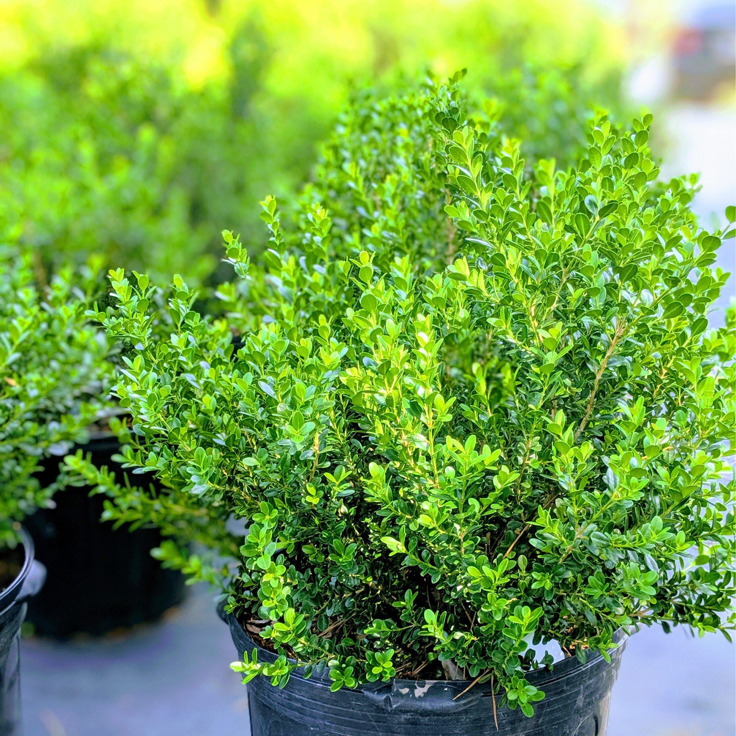 Buxus microphylla japonica 'Gregem' - Baby Gem™ Boxwood - Image 2