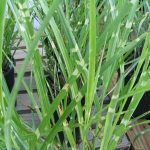 Miscanthus sinensis 'Strictus'  - Porcupine Grass