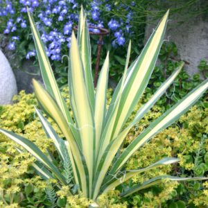 Yucca filamentosa 'Color Guard'  - Color Guard Adam's Needle, Yucca