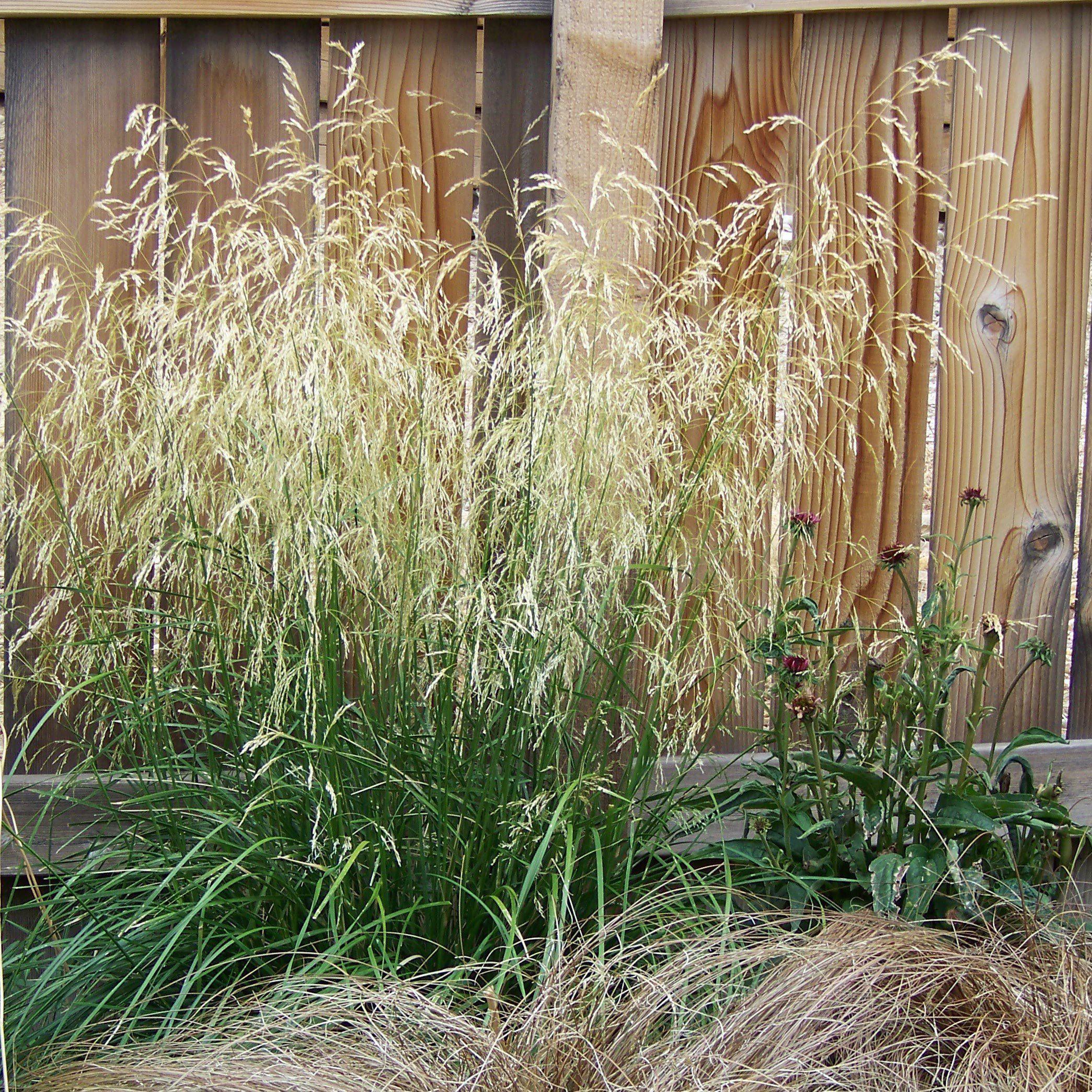 Calamagrostis x acutiflora 'Karl Foerster' - Karl Foerster's Feather Reed Grass - Image 4