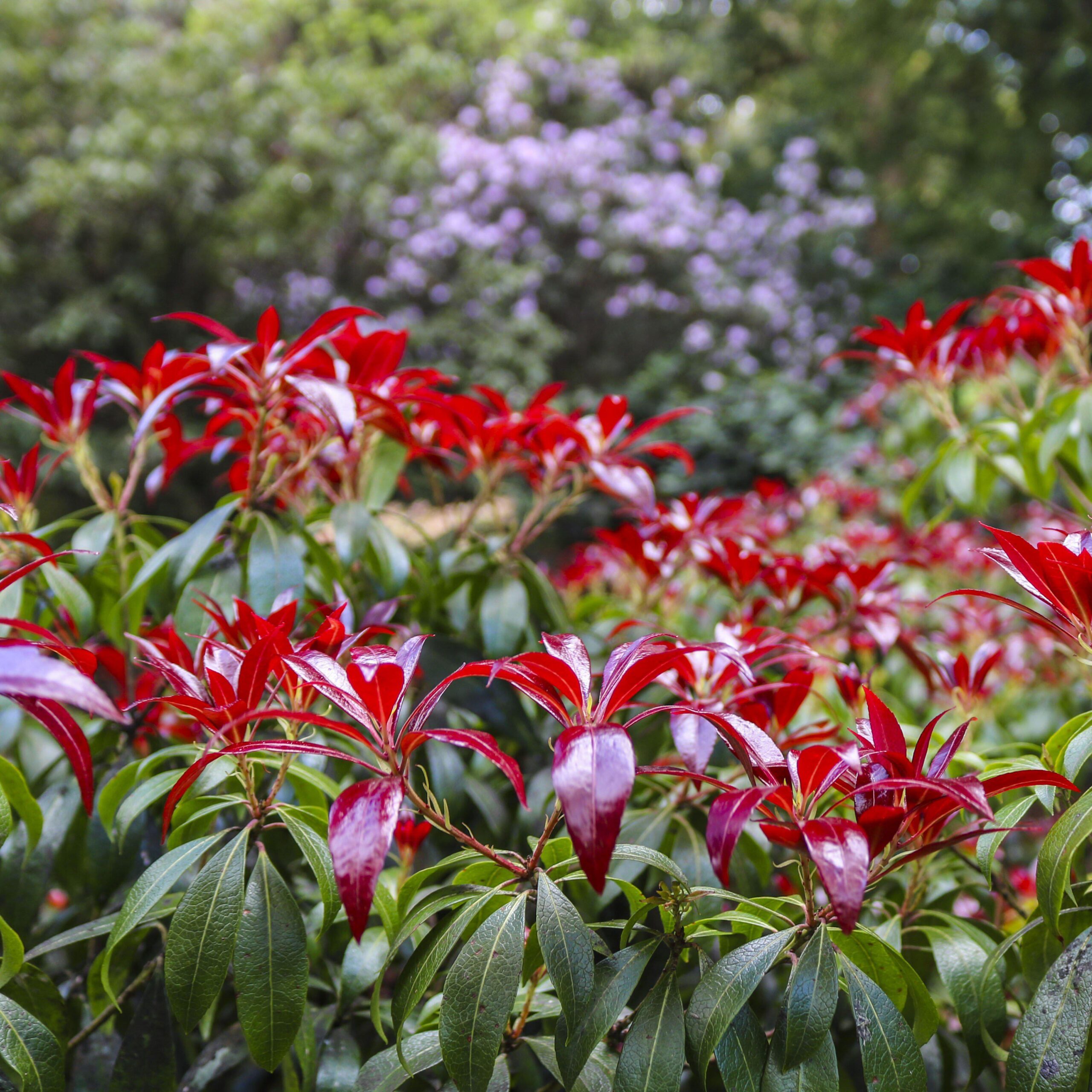 Pieris japonica 'Katsura' - Katsura Pieris - Image 2