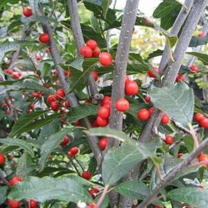 Ilex verticillata  - Winterberry