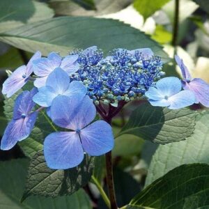 Hydrangea macrophylla 'Bailmacsix'  - Endless Summer® Pop Star® Hydrangea