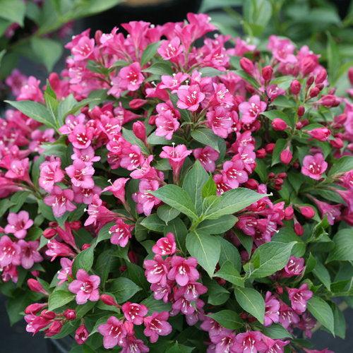 Weigela florida 'VUKOZLyra' - Snippet® Dark Pink Weigela
