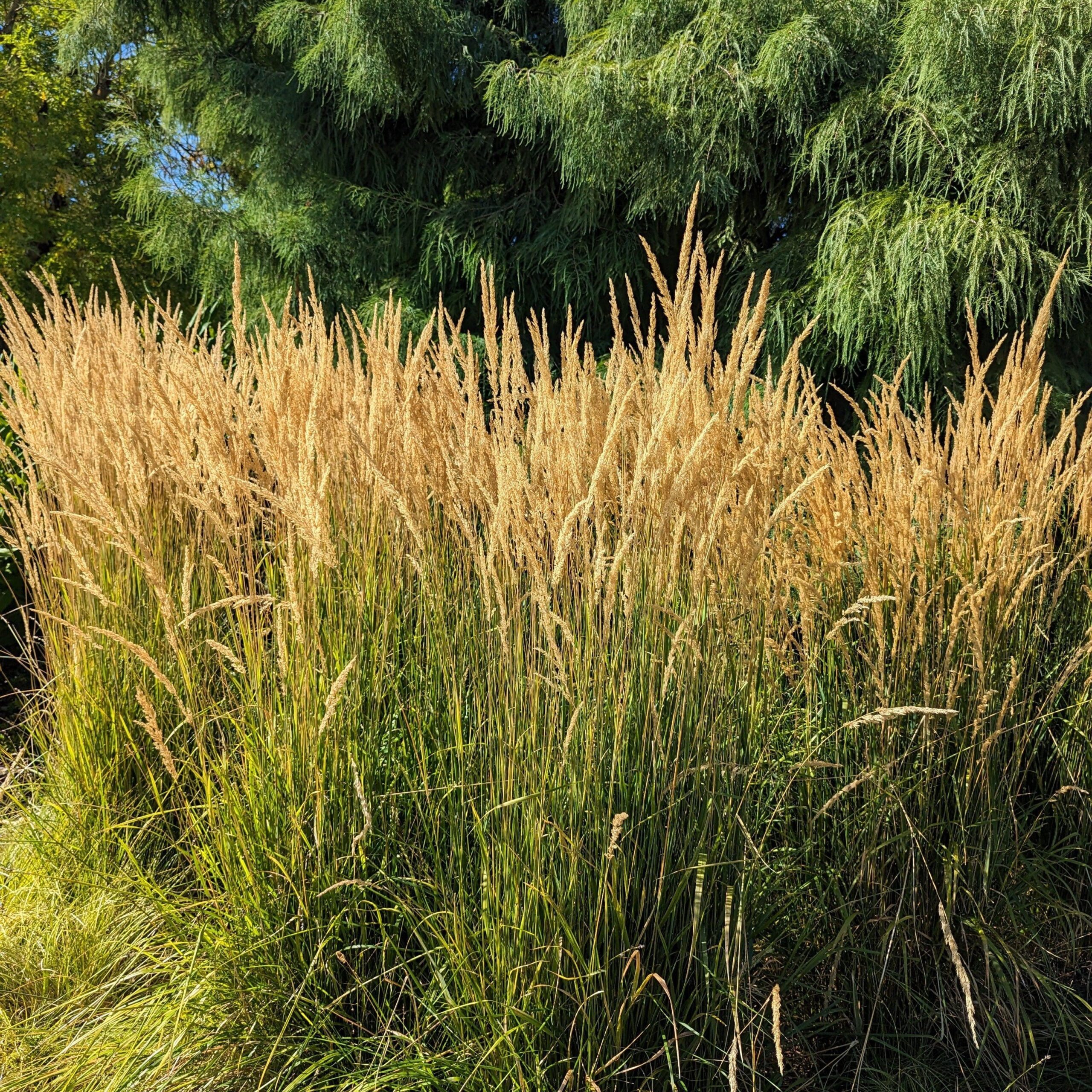 Calamagrostis x acutiflora 'Karl Foerster' - Karl Foerster's Feather Reed Grass