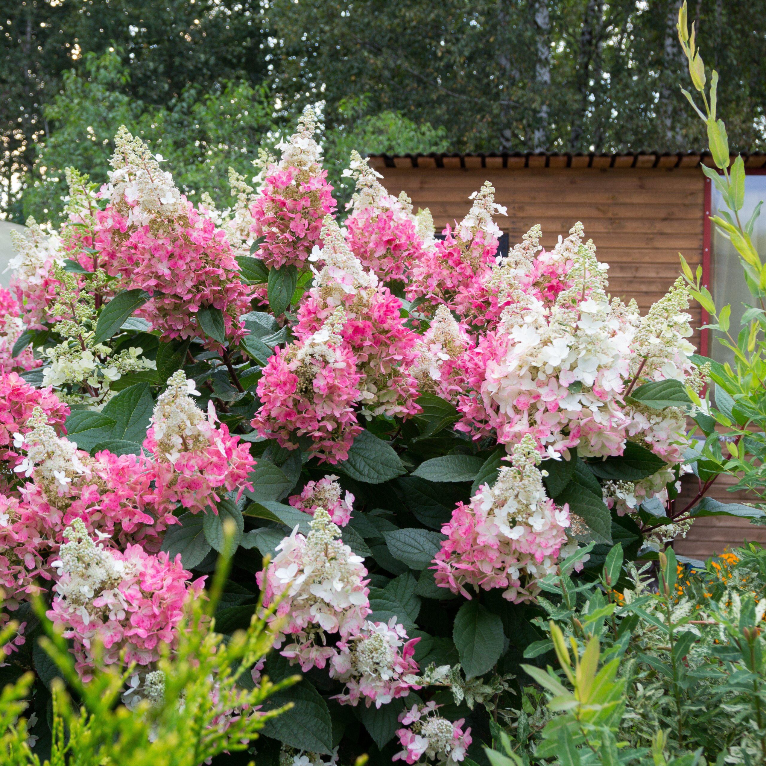 Hydrangea paniculata 'Renhy' - First Editions® Vanilla Strawberry™ Hydrangea - Image 6