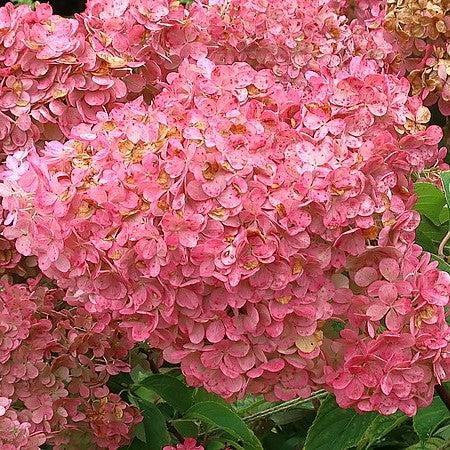 Hydrangea paniculata 'Renhy' - First Editions® Vanilla Strawberry™ Hydrangea - Image 2