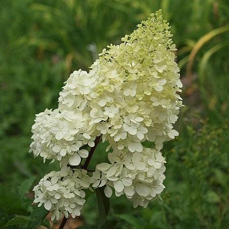 Hydrangea paniculata 'Renhy' - First Editions® Vanilla Strawberry™ Hydrangea - Image 3