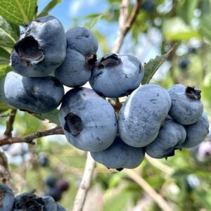 Vaccinium corymbosum 'Chandler'  - Chandler Blueberry