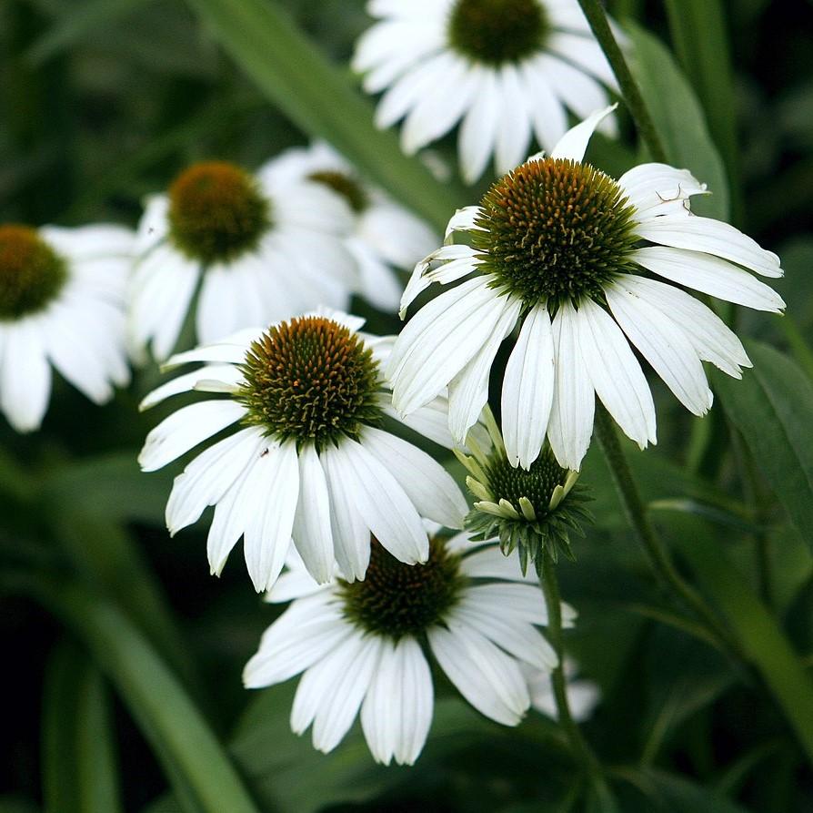 Echinacea purpurea 'White Swan' - White Swan Echinacea, Coneflower - Image 3